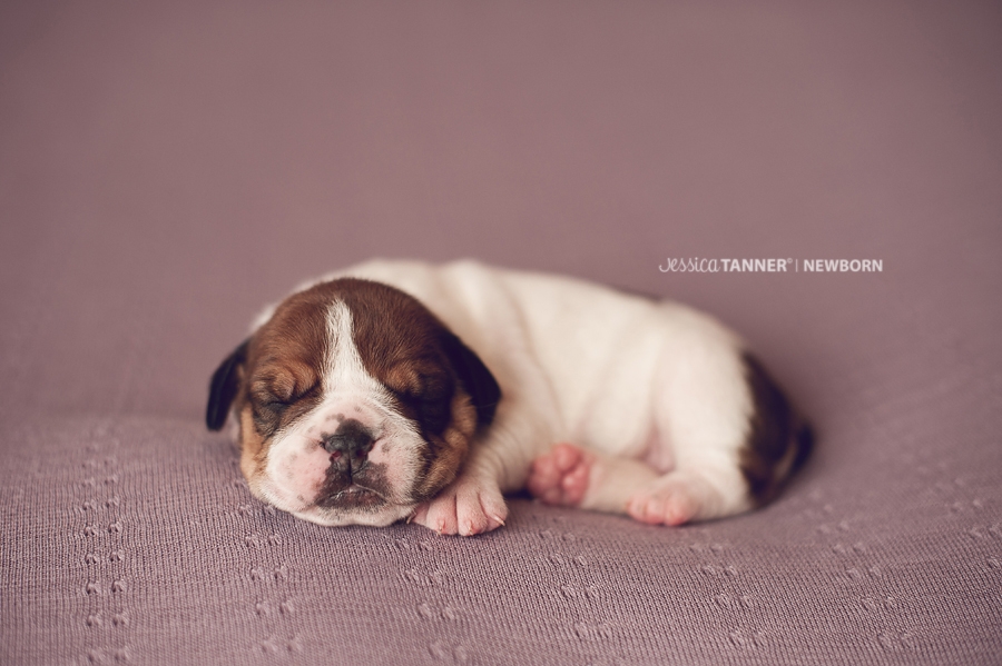 Puppy Newborn Goodness